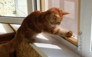 Чем хороша сетка антикошка и как ее установить самому