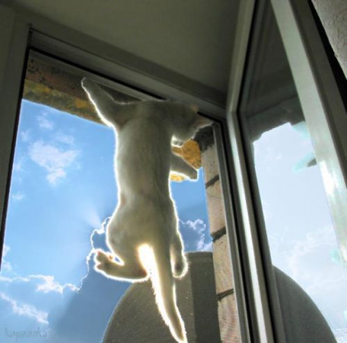 кошка на москитной сетке