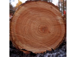 Корабельная сосна для окон