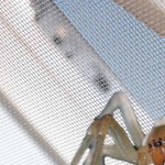 ìàíñàðäíûå îêíà