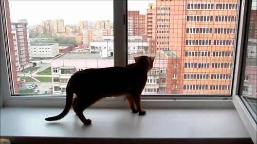 1. Сетка на окна антикошка